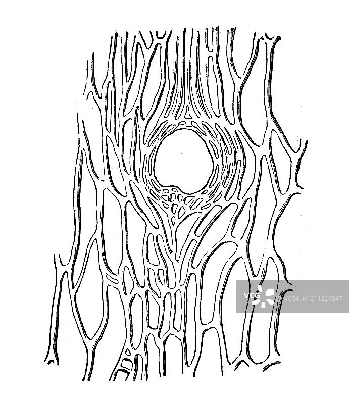 老式雕刻插图： Sow-thistle的血管网络-植物学-植物结构。古董插图，1894年出版的流行百科全书。此艺术品的版权已过期图片素材