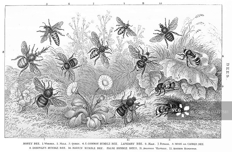 蜜蜂古版画插图图片素材