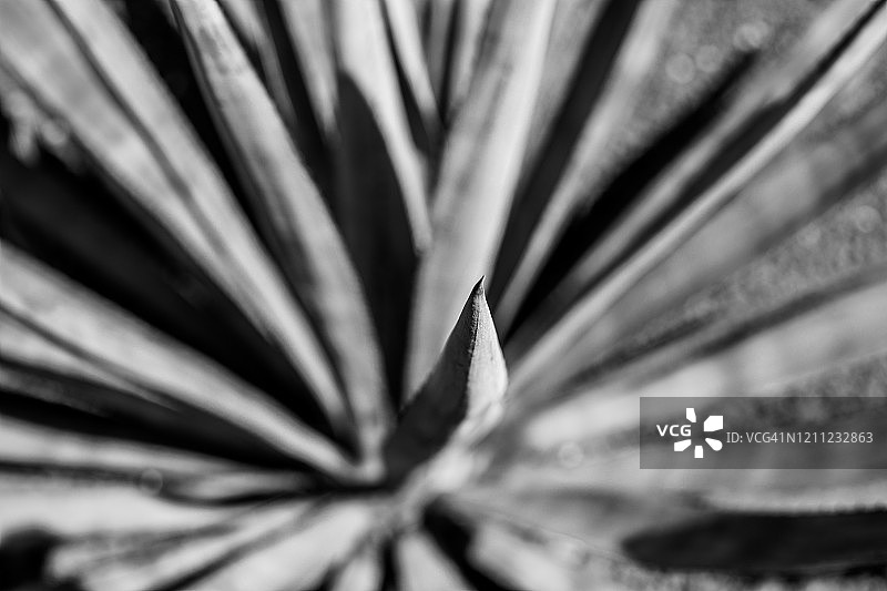 黑白仙人掌图片素材