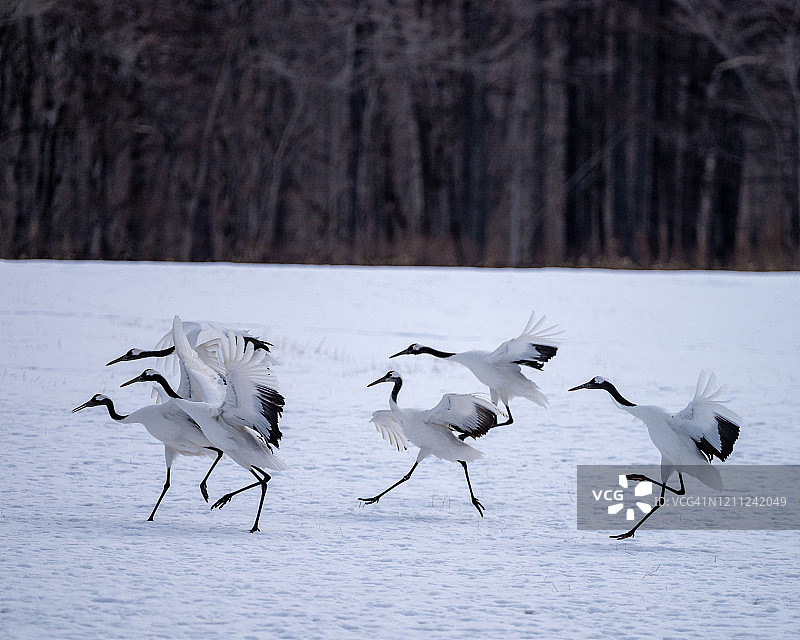 日本丹顶鹤图片素材