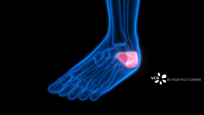 人类骨骼系统跟骨骨骼关节解剖图片素材