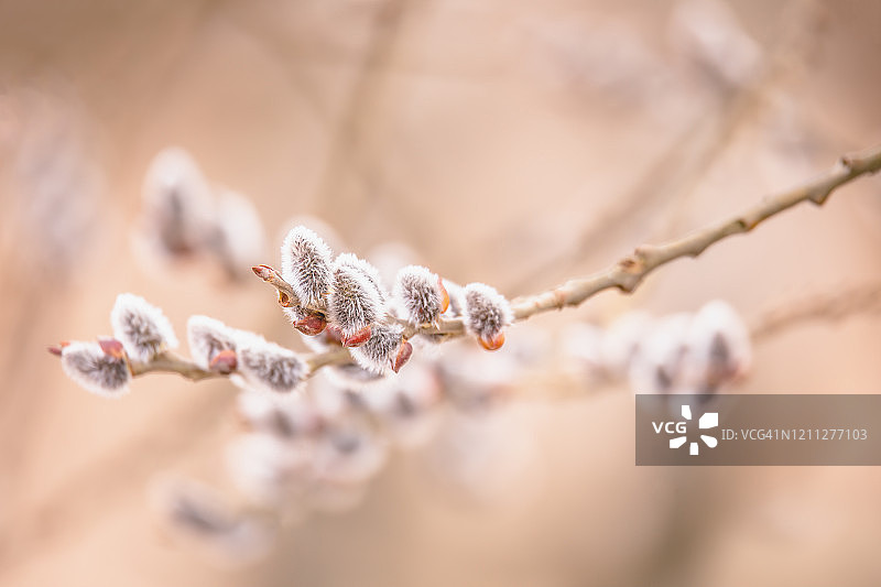 猫柳假日背景图片素材