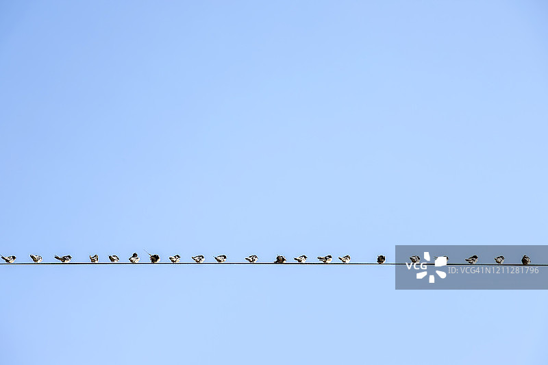 鸟类，群燕栖息在电线上图片素材