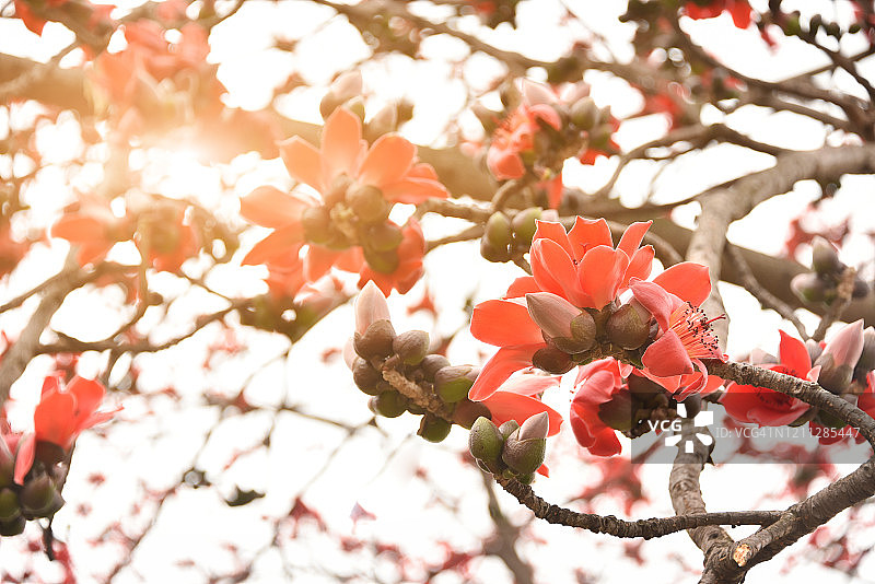春天盛开的木棉，中国广东省江门市。黄昏时分，木棉花在树上盛开。图片素材