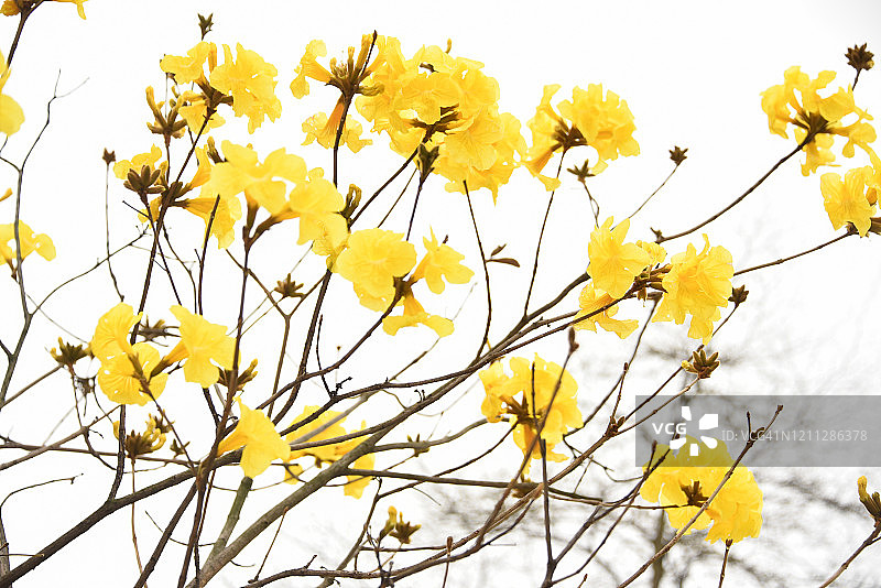 春天盛开的金色风铃木，中国广东江门图片素材
