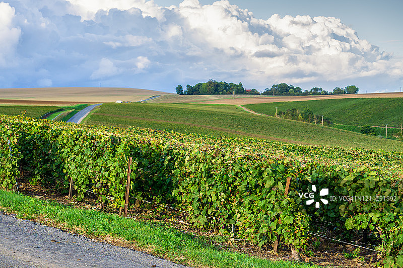 排葡萄葡萄在香槟葡萄园在蒙太奇德兰斯乡村的背景图片素材