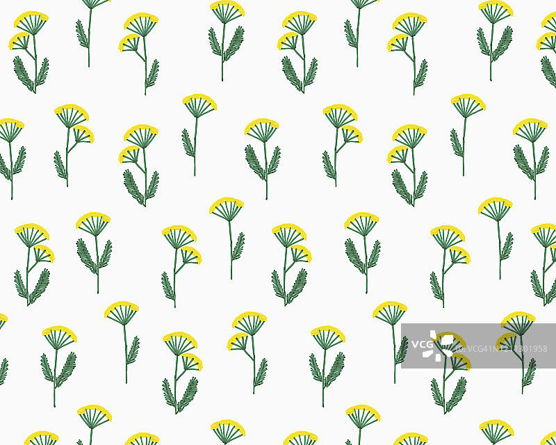 白色背景上的蓍草花插画图片素材