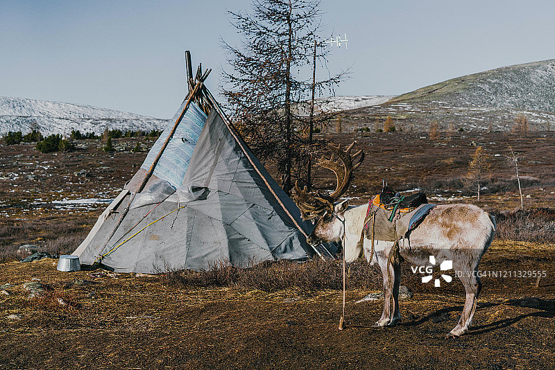冬季蒙古包附近的驯鹿图片素材