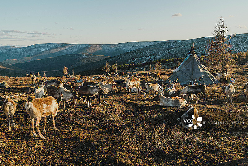 蒙古包附近的驯鹿，蒙古图片素材