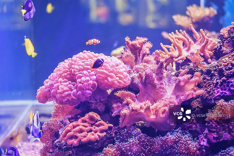 泰国亚洲水族箱中色彩鲜艳的热带鱼特写图片素材
