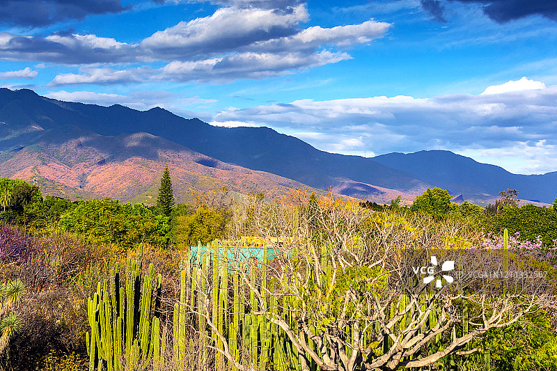 瓦哈卡的植物景观图片素材
