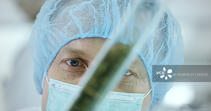 医用大麻测试。实验室工作人员特写图片素材