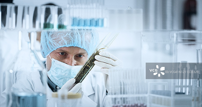 用大麻制作顺势疗法药物图片素材