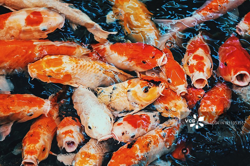 泰国亚洲水族箱中五彩热带鱼的高角度视图图片素材