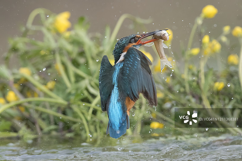 翠鸟捕鱼图片素材