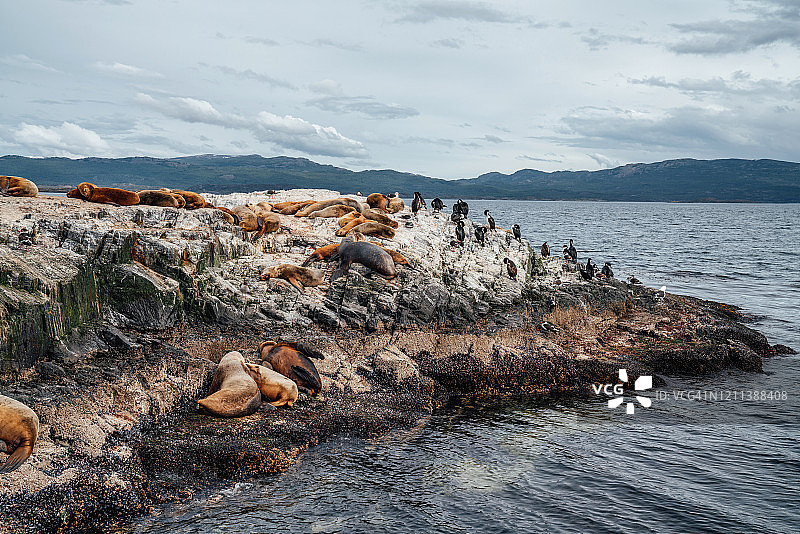 一群海狮和一些鸬鹚在乌斯怀亚附近的一块岩石上小憩图片素材