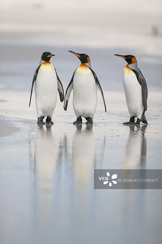 王企鹅图片素材