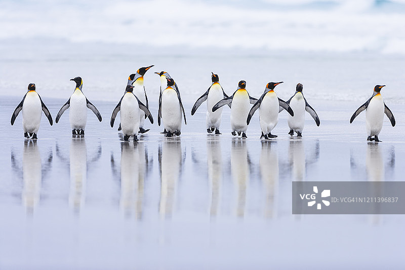 王企鹅图片素材