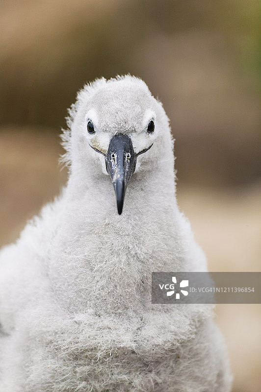 黑眉信天翁幼鸟图片素材