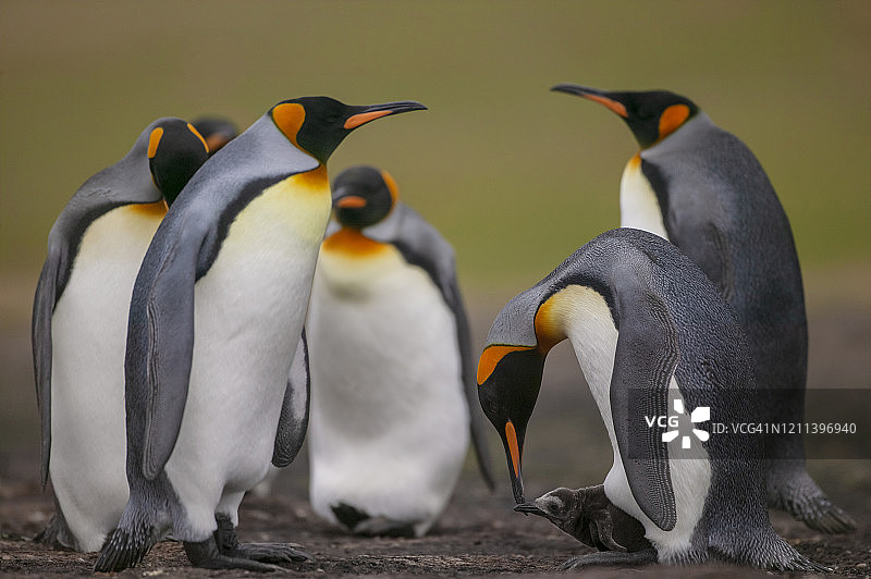 王企鹅图片素材