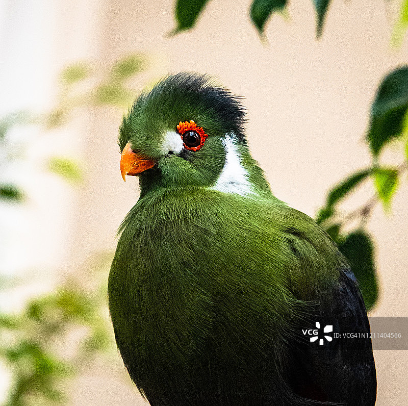 绿蕉鹃图片素材