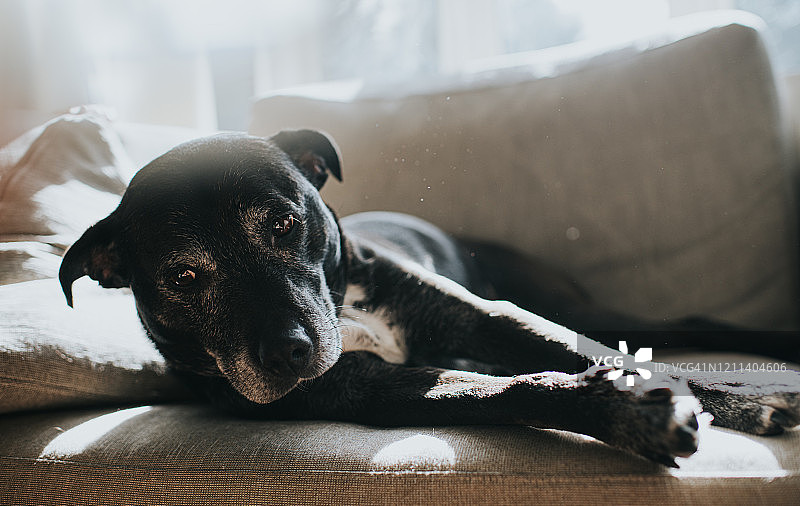 伸展的狗图片素材