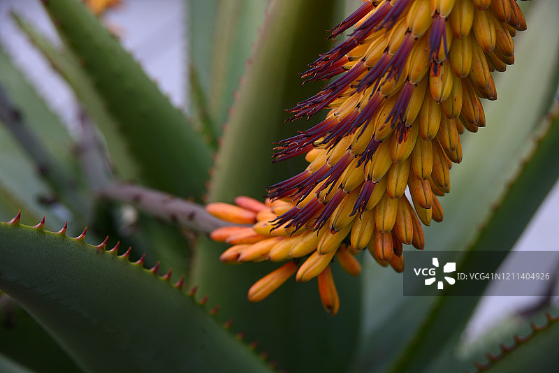 好望角芦荟图片素材