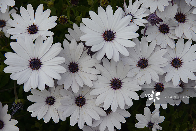 南非万寿菊图片素材