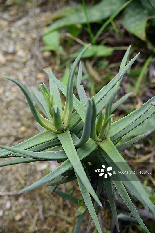 尖刀柄景天图片素材