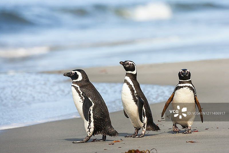 麦哲伦企鹅图片素材