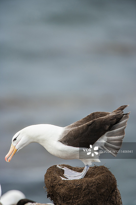 黑眉信天翁图片素材
