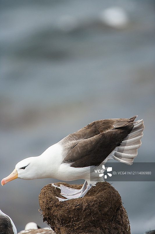 黑眉信天翁图片素材