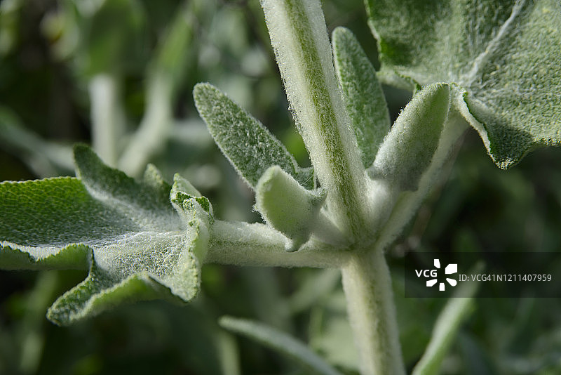 加那利群岛植物群图片素材