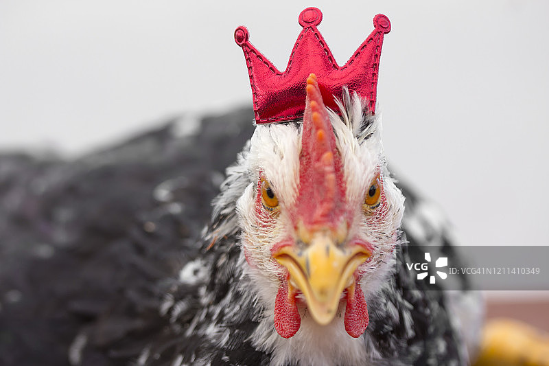 皇冠炸鸡图片素材