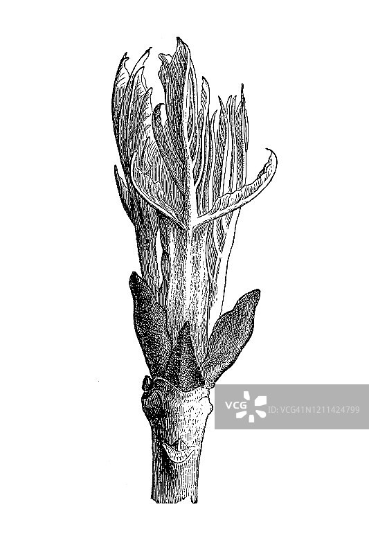 欧洲白蜡树或普通白蜡树芽孢图片素材