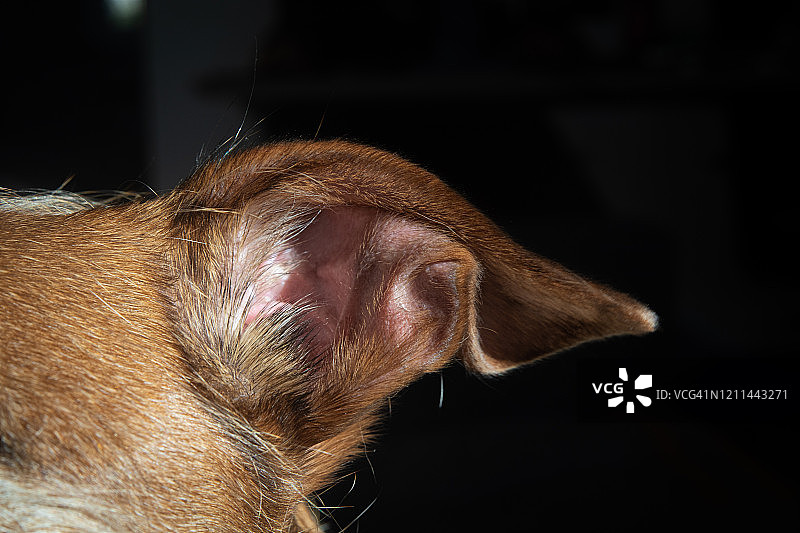 狗耳朵图片素材