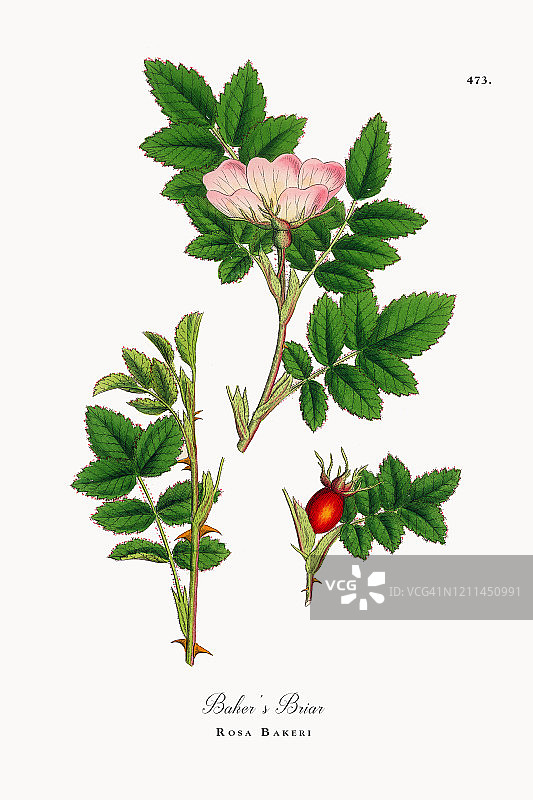 贝克刺蔷薇维多利亚植物插图，1863年图片素材