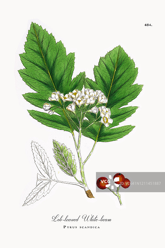 杂种花楸，维多利亚植物插图，1863年图片素材