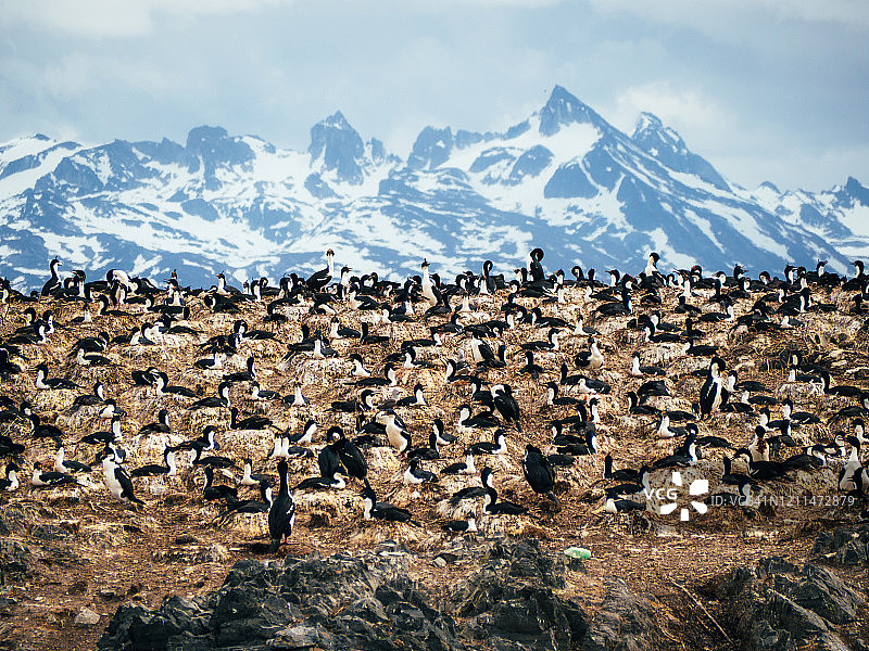 乌斯怀亚和巴塔哥尼亚附近的许多皇海鸦图片素材