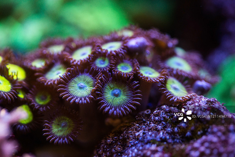 绿色蜜蜂珊瑚海洋生物图片素材