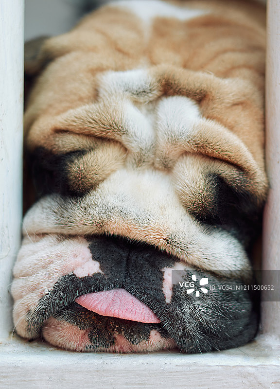 英国斗牛犬的滑稽面孔图片素材