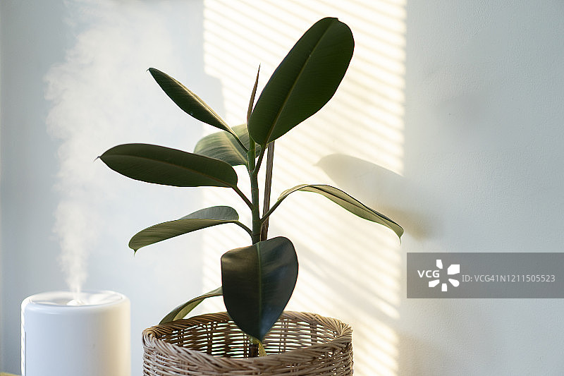 加湿器和空气净化树特写，窗边光线图片素材