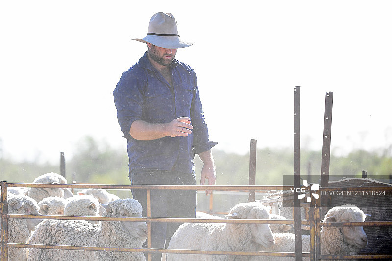 农民装运绵羊图片素材