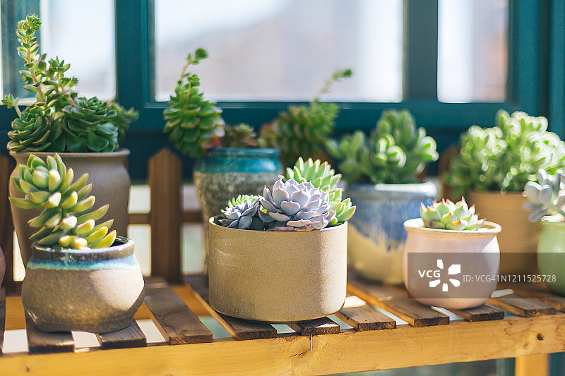 多肉植物图片素材