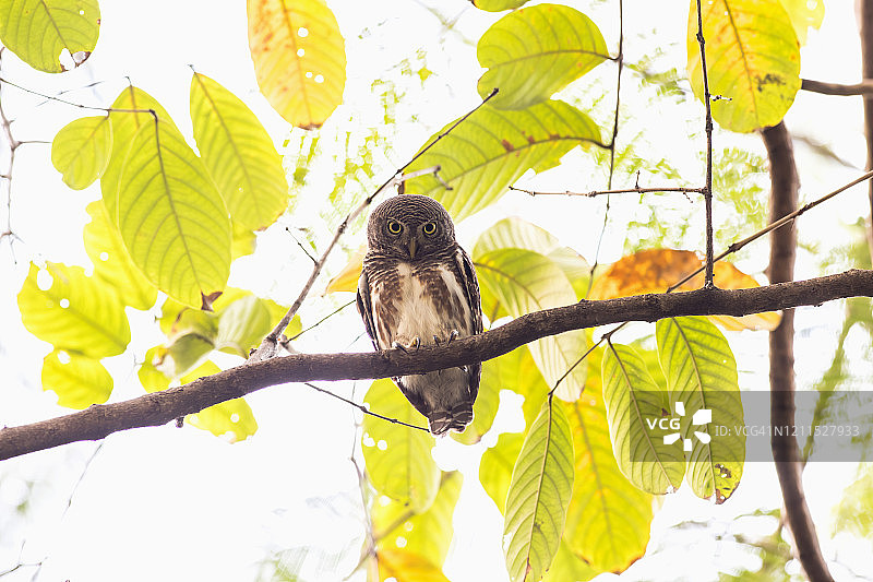 猫头鹰，亚洲小鸮图片素材