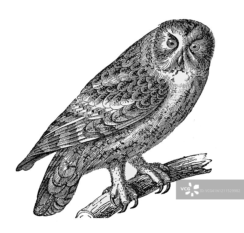 茶色猫头鹰古老雕刻插图——鸟类学，栖息和猛禽。1894年出版的流行百科全书图片素材