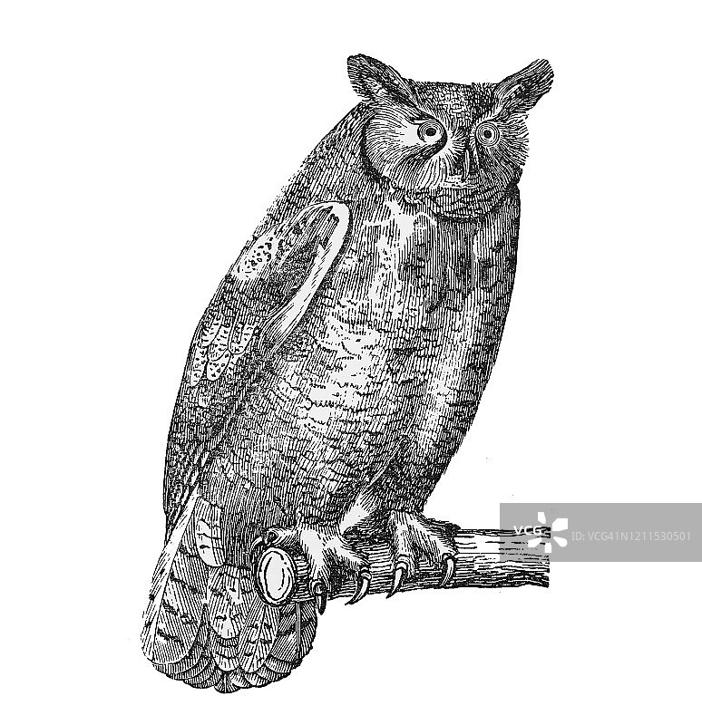 雕鸮古老雕刻插图，鸟类学 - 栖息和猛禽图片素材