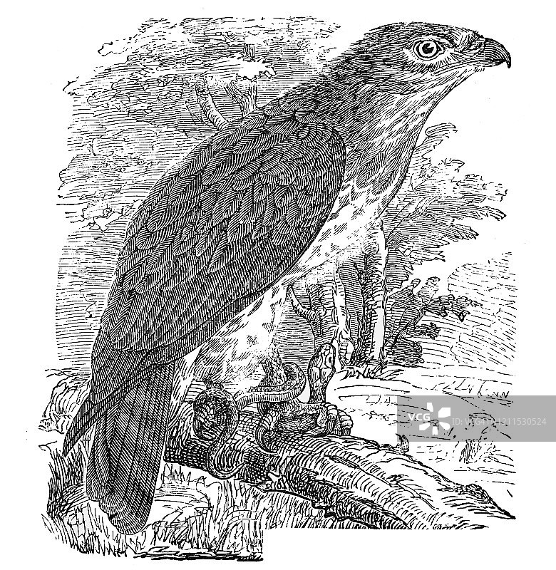 蛇雕鸟类古董雕刻插图，1894年百科全书出版图片素材