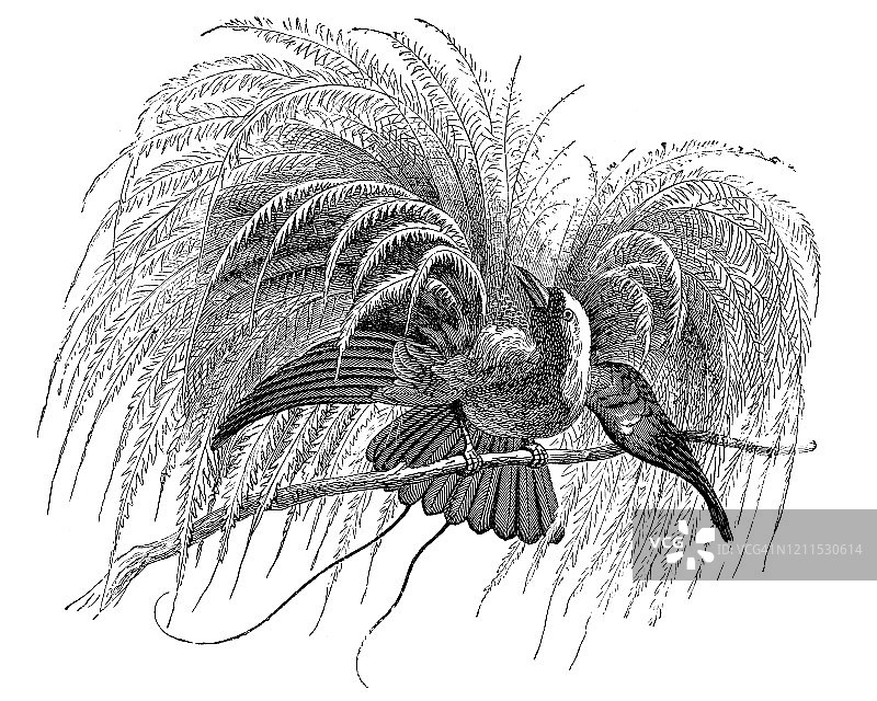 天堂鸟的古老雕刻插图，鸟类学——栖息鸟和猛禽。1894年出版的古董插图，该艺术品的版权已过期图片素材