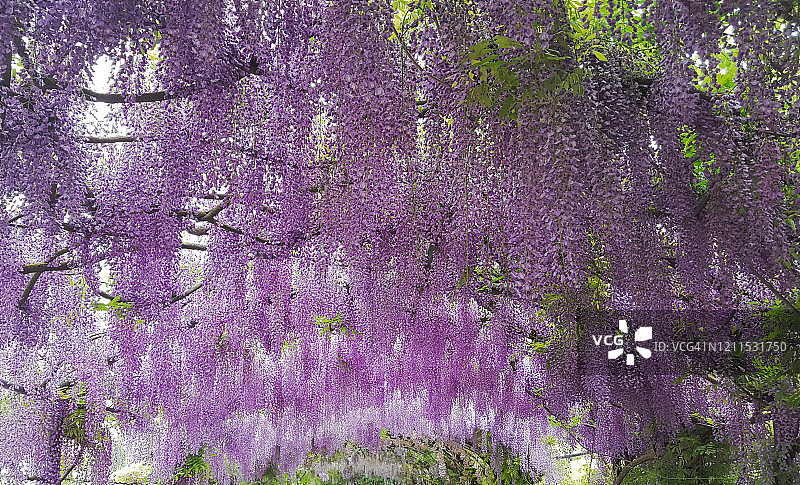 紫藤花架图片素材